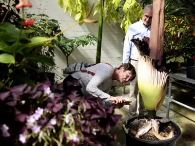 ‘It makes you physically gag’: Rare, 24-hour ‘corpse flower’ likely to bloom in Mass. this weekend