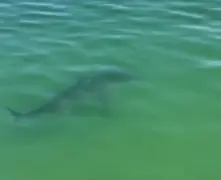 Massachusetts beach that had swimming ban due to ‘persistent’ shark sightings adding ‘several safety measures’
